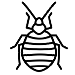 a black and white drawing of a bed bug on a white background .