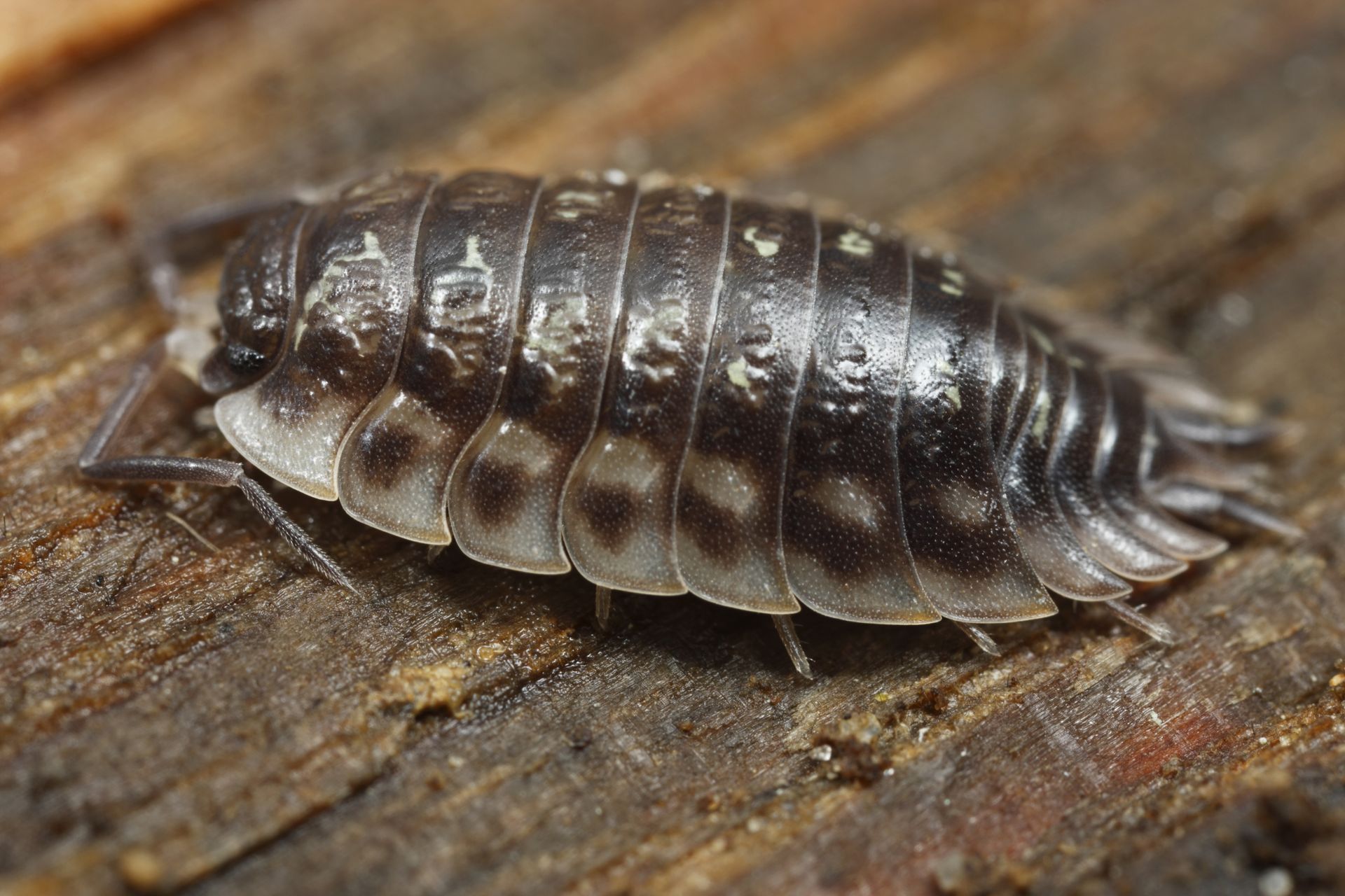 a close up of a bug on a piece of wood