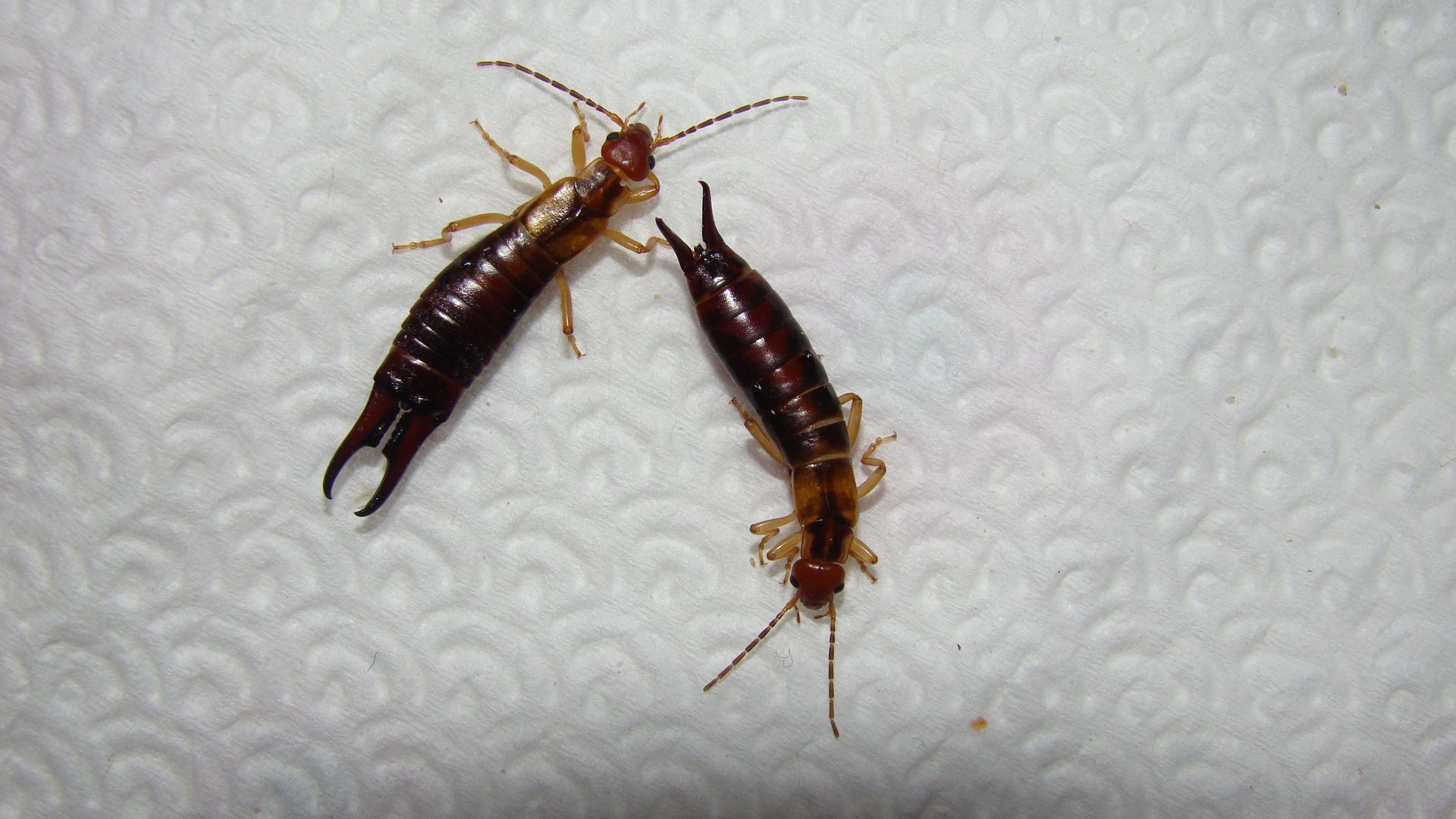 two earwigs are sitting on a white paper towel