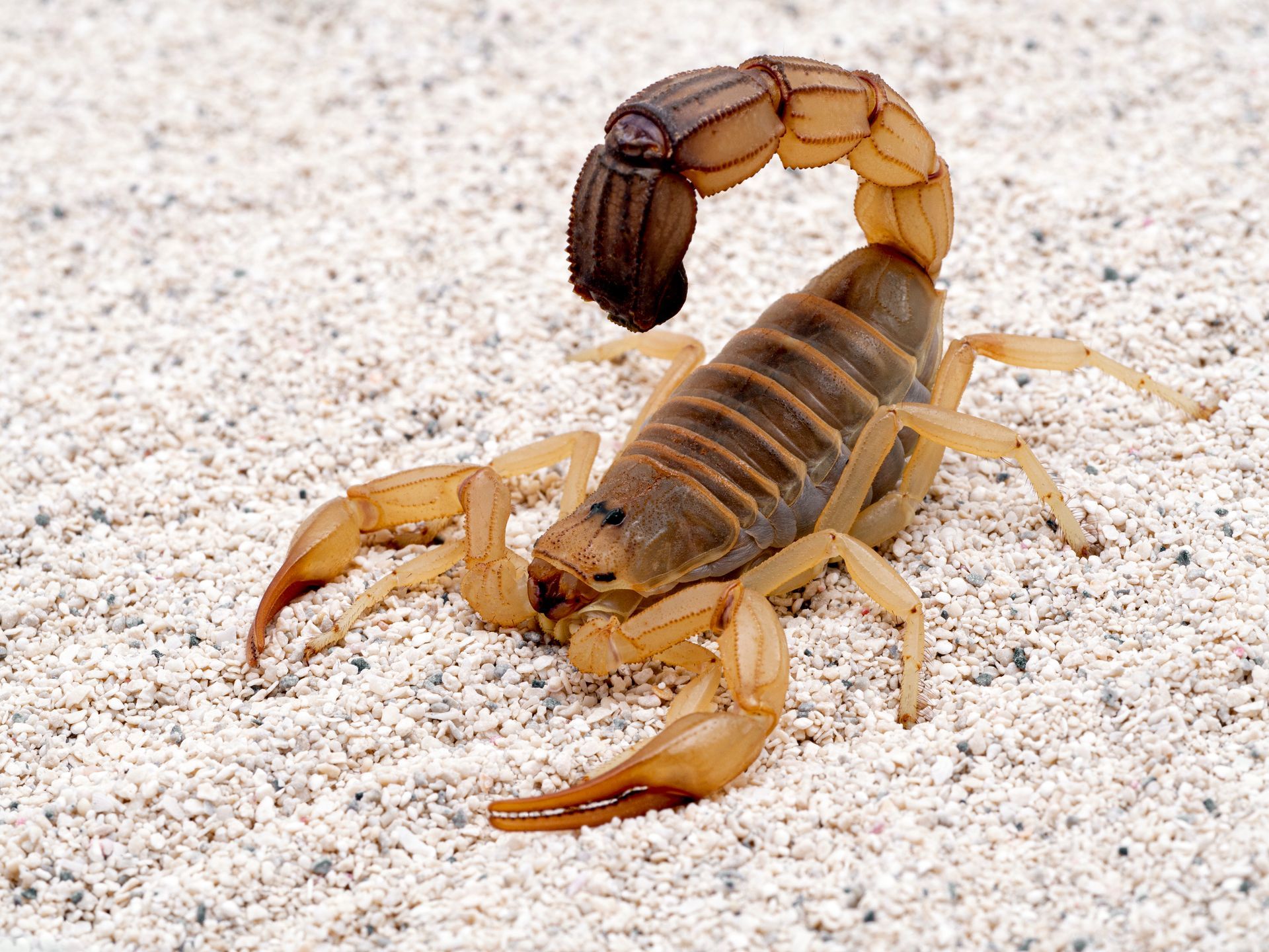 a close up of a scorpion on a sandy surface