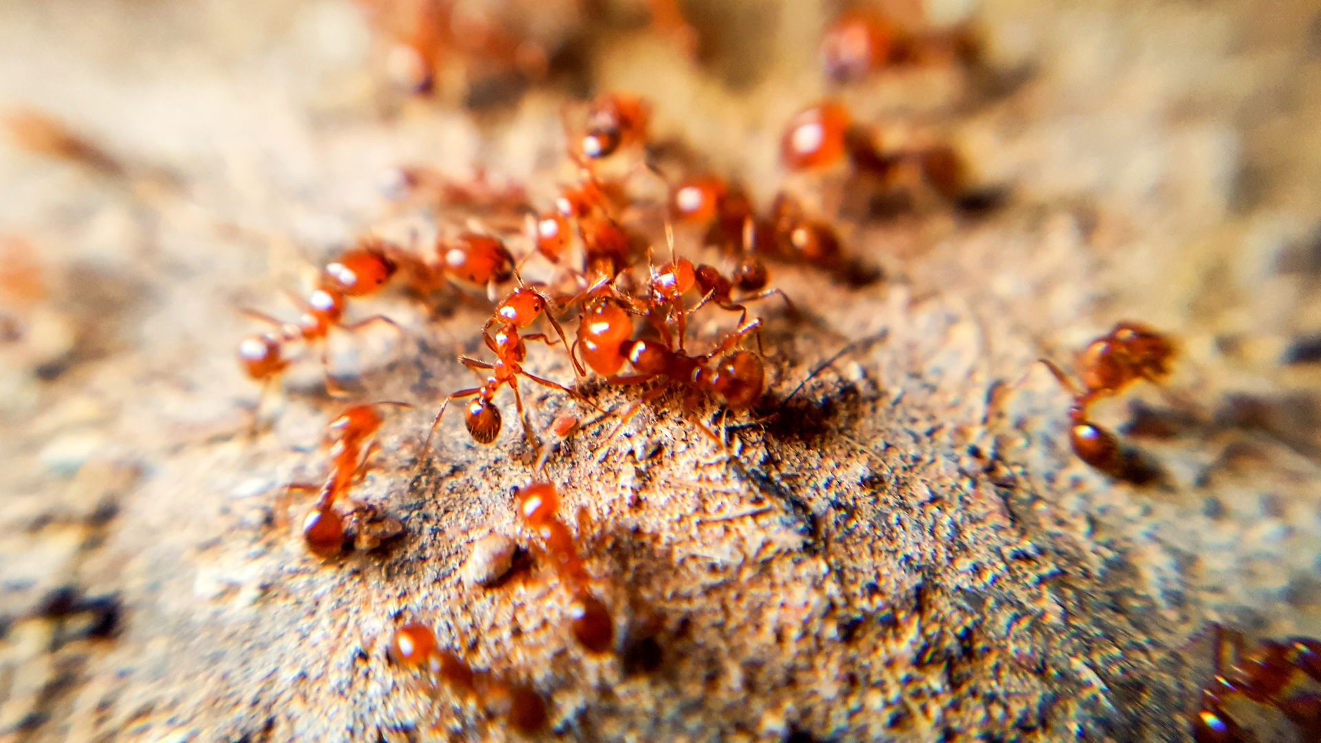 a group of red ants are crawling on a rock .