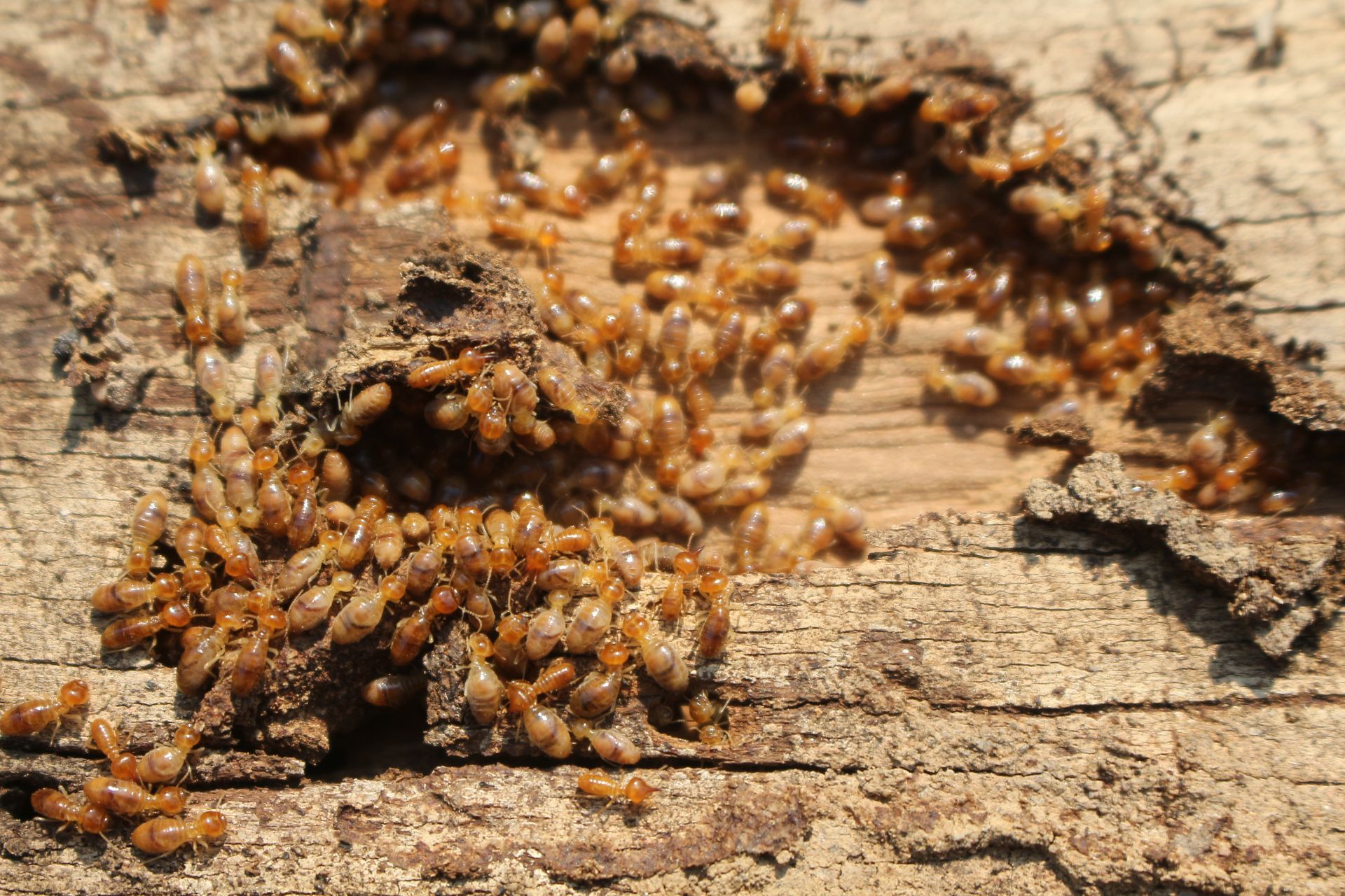 a large group of termites are crawling on a piece of wood .
