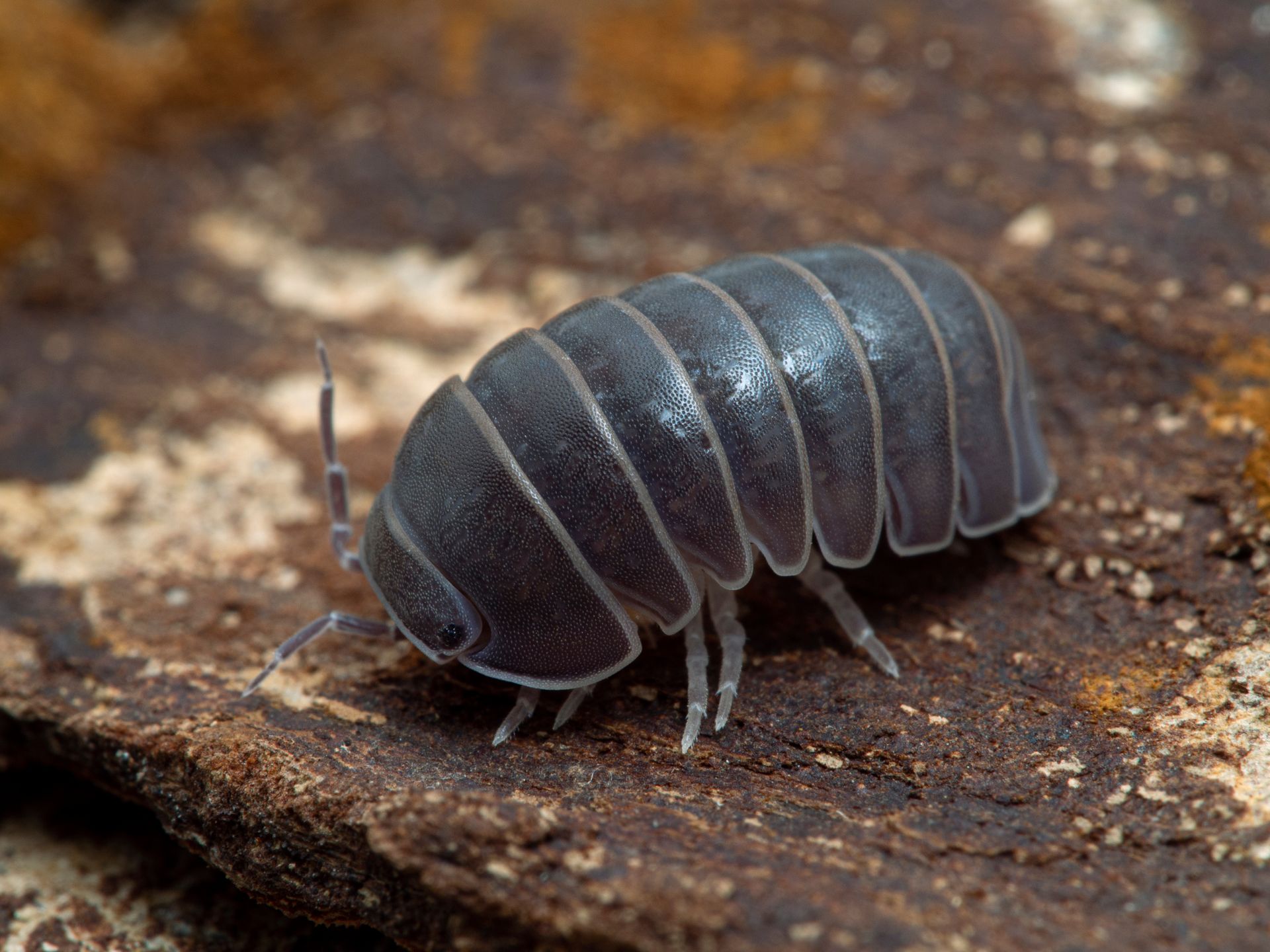 a close up of a bug crawling on a rock .