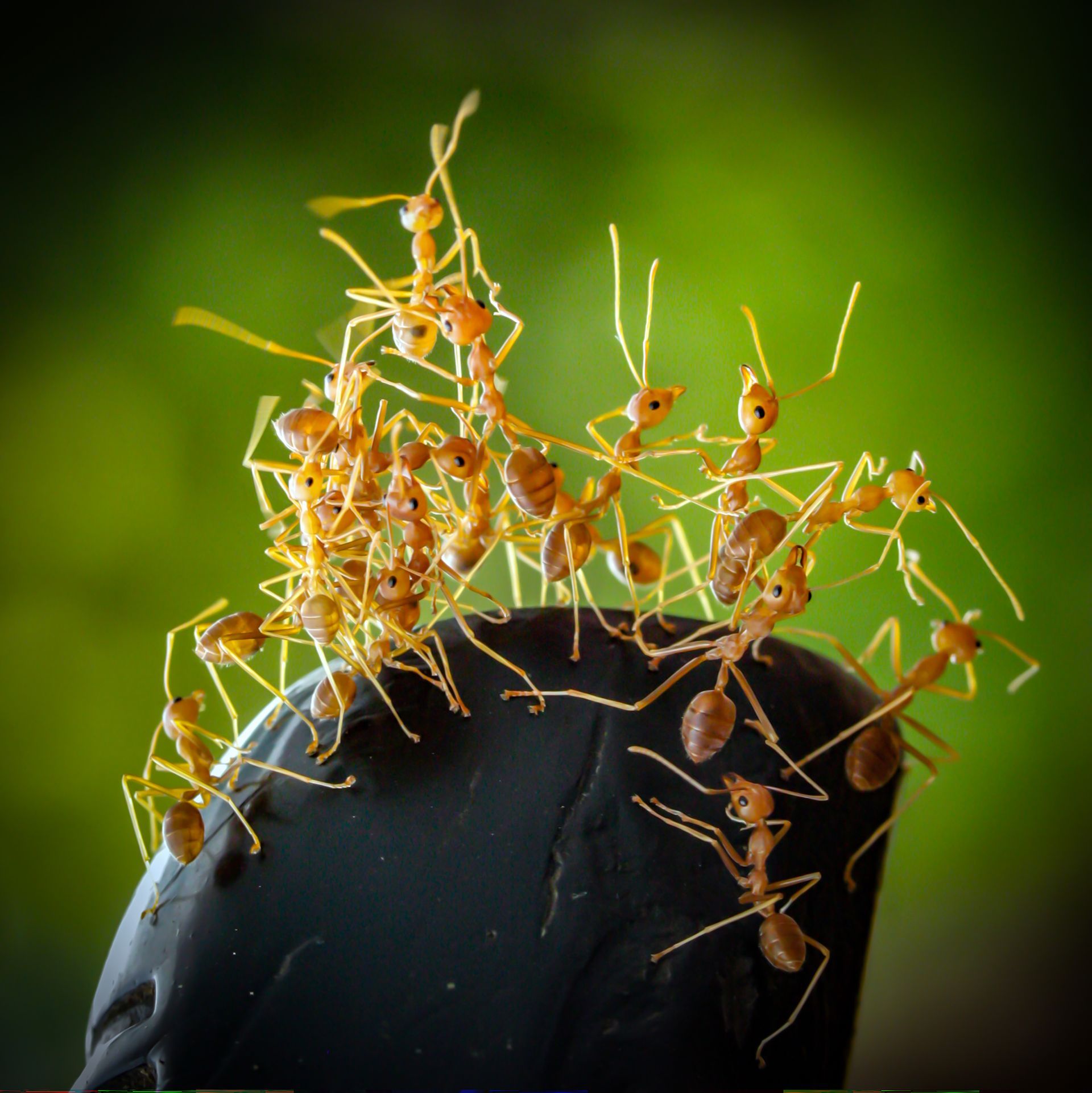 a group of ants are standing on top of a rock .