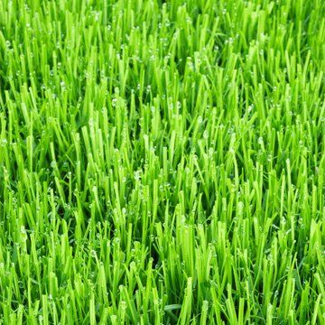 Grain-set - Norfolk, United Kingdom  - Acorn Seeds Ltd - Grass 