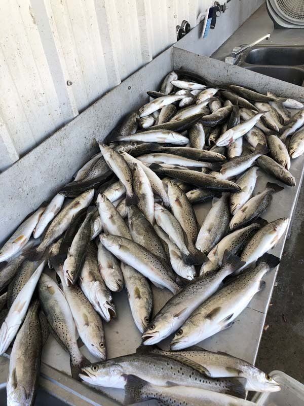 A bunch of fish are sitting on top of a counter.