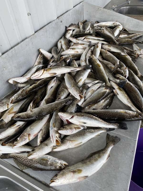 A bunch of fish are sitting on top of a counter.