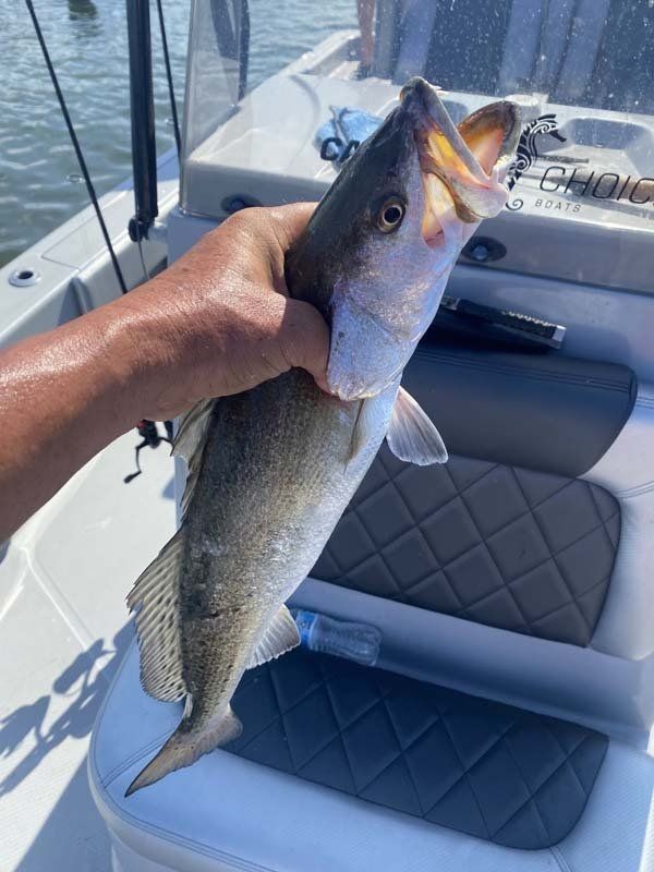 A person is holding a fish in their hand on a boat.
