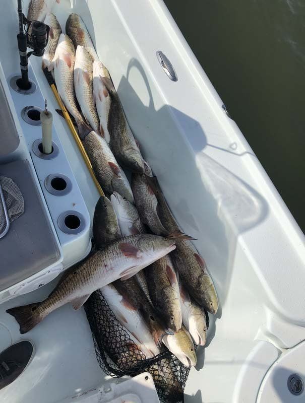 A bunch of fish in a net on a boat