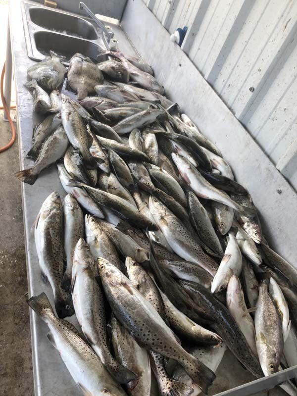 A bunch of fish are sitting on a table next to a sink.