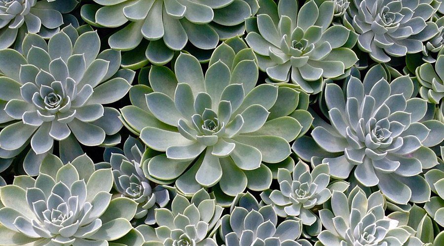 A bunch of succulent plants are growing in a garden.