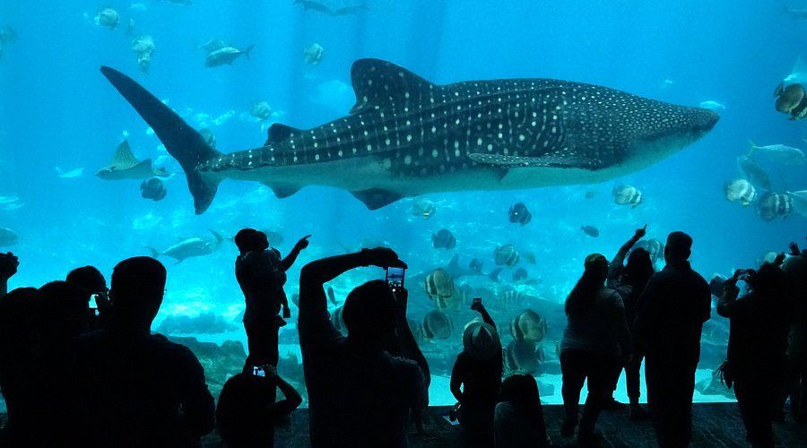 A group of people are looking at a whale shark in an aquarium.