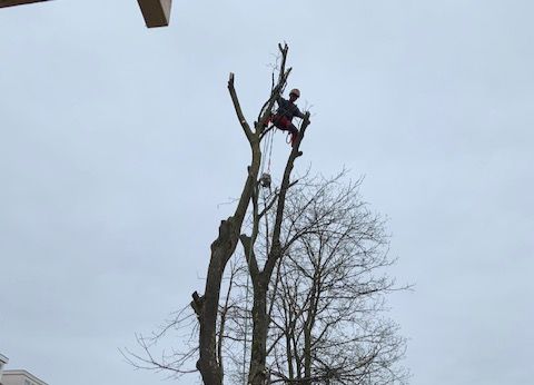 Boomverzorging, boom kappen, onderhoud bomen,