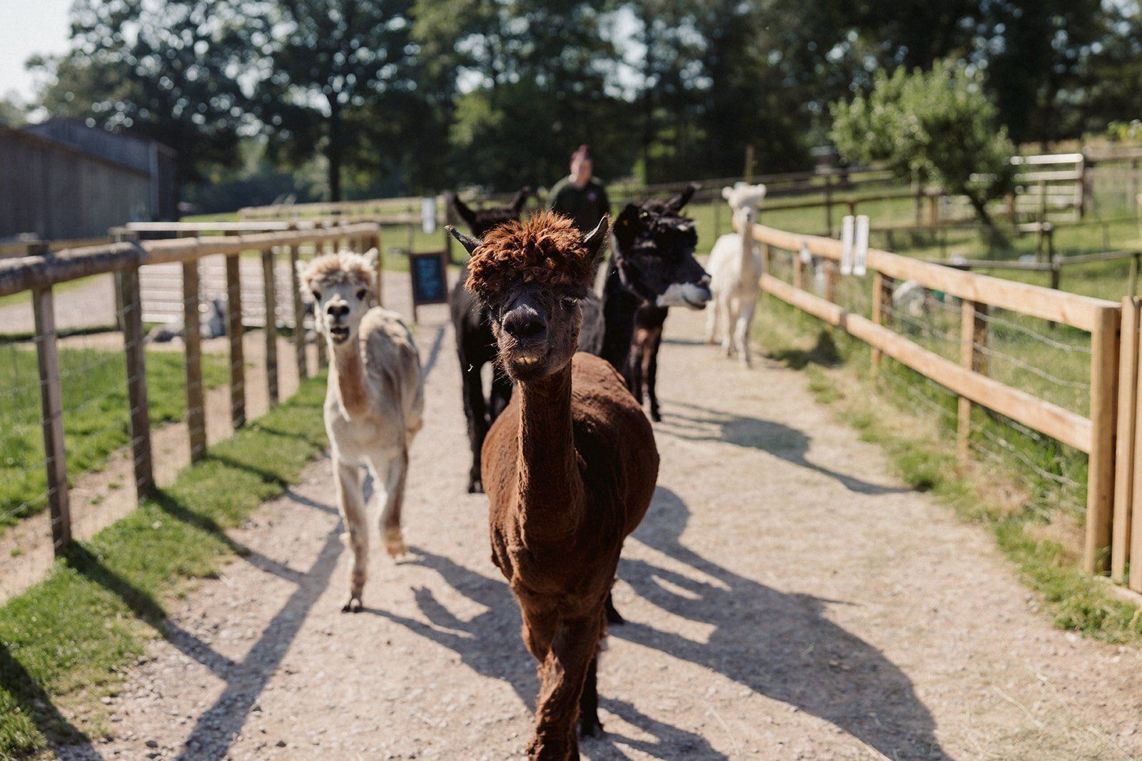 A group of alpacas walking on a fenced dirt path with greenery and trees in the background.