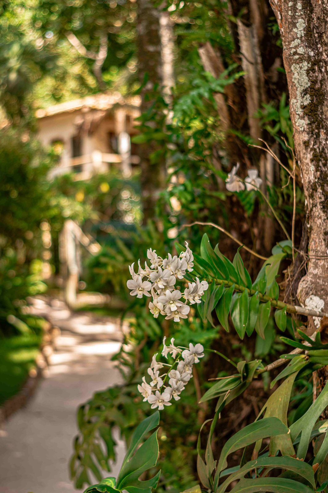Uma árvore com flores brancas crescendo em um jardim.