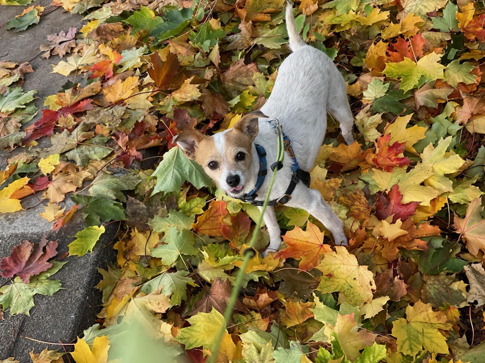 dog and fall leaves
