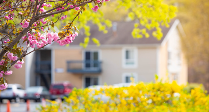 Pink blossoms frame a beige building with a balcony; sunny spring day with yellow flowers.