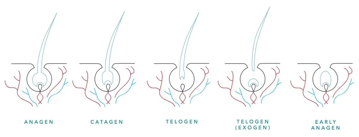 Diagram showing the hair growth cycle: anagen, catagen, telogen, telogen shedding, and early anagen phases.