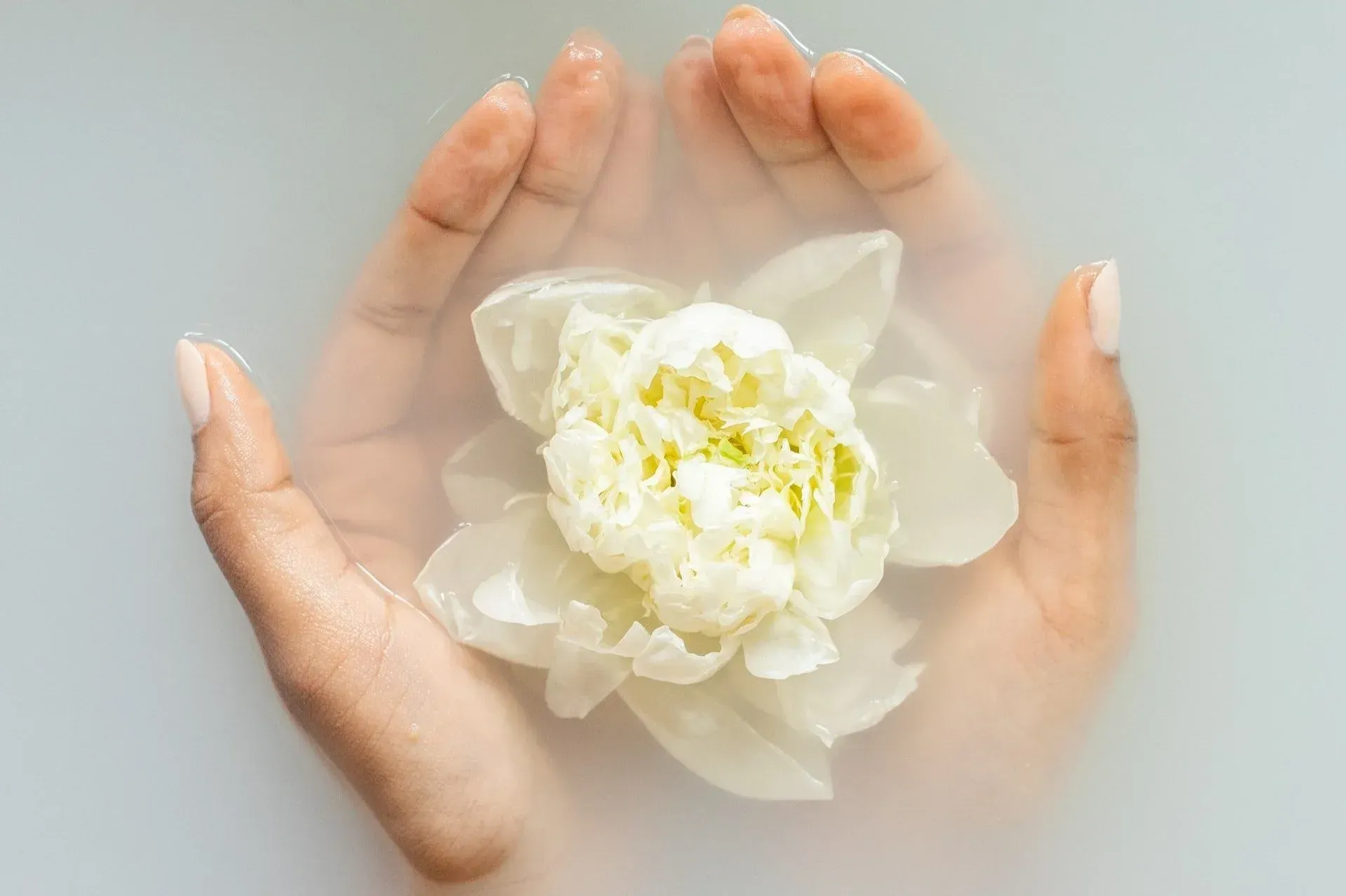 Hands cupping a white flower in milky water.