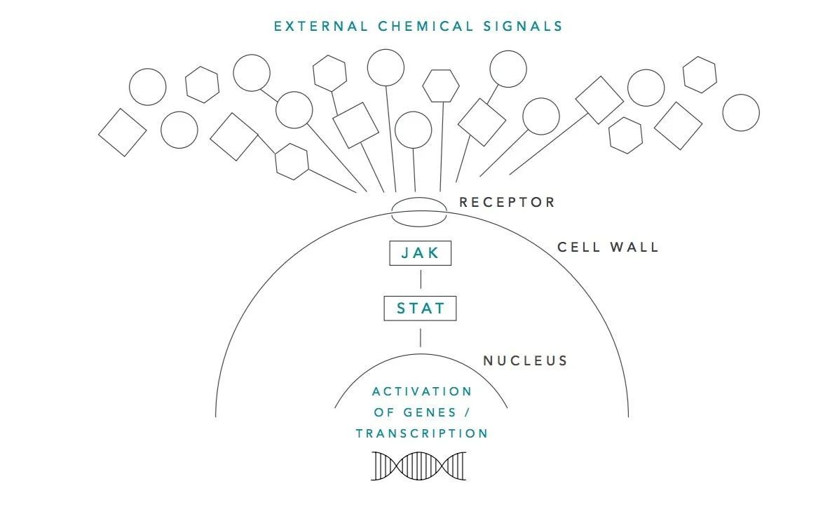 Diagram of DNA replication and hair growth, showing stages of process.