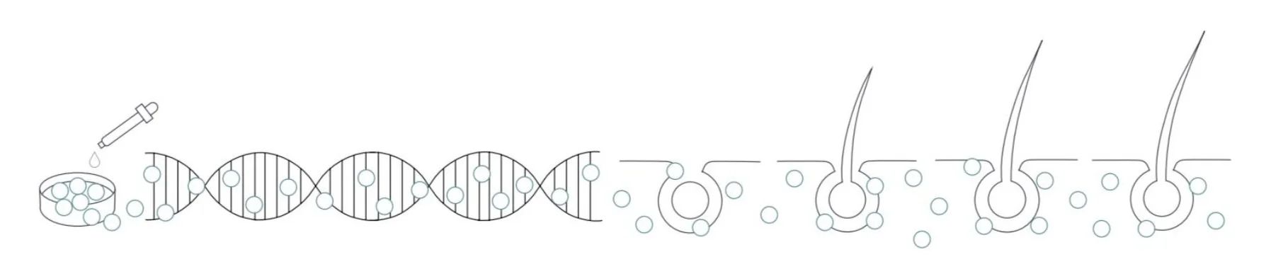 Diagram of DNA replication and hair growth, showing stages of process.