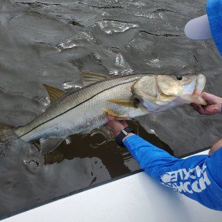fishing Snook fish near me
