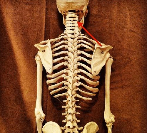 Human skeleton — Healing Studio in Bangor, ME