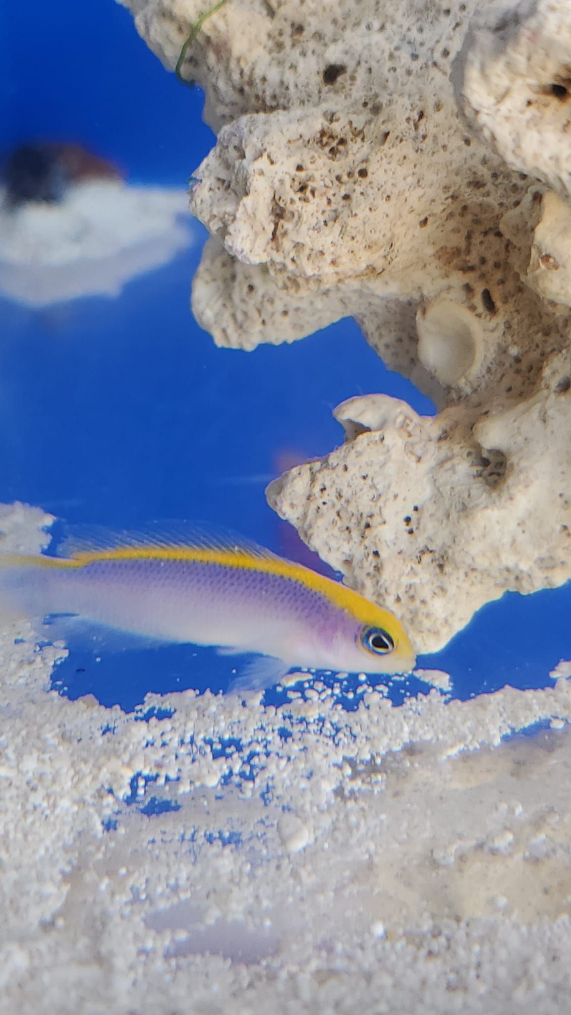 Yellow and blue fish swimming near white coral in a blue aquarium