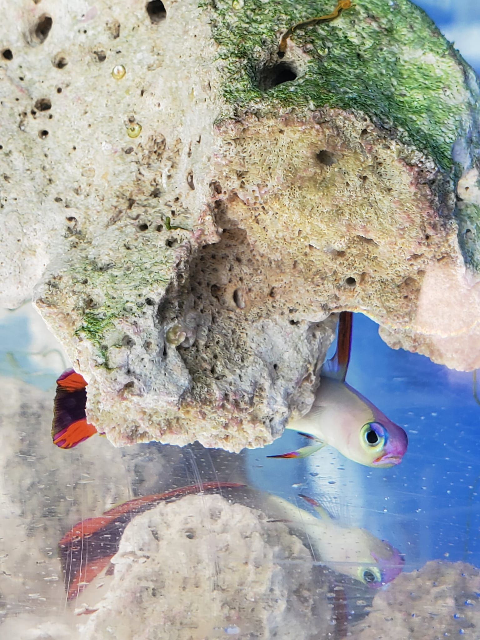 Fish swimming among coral in a clear aquarium tank