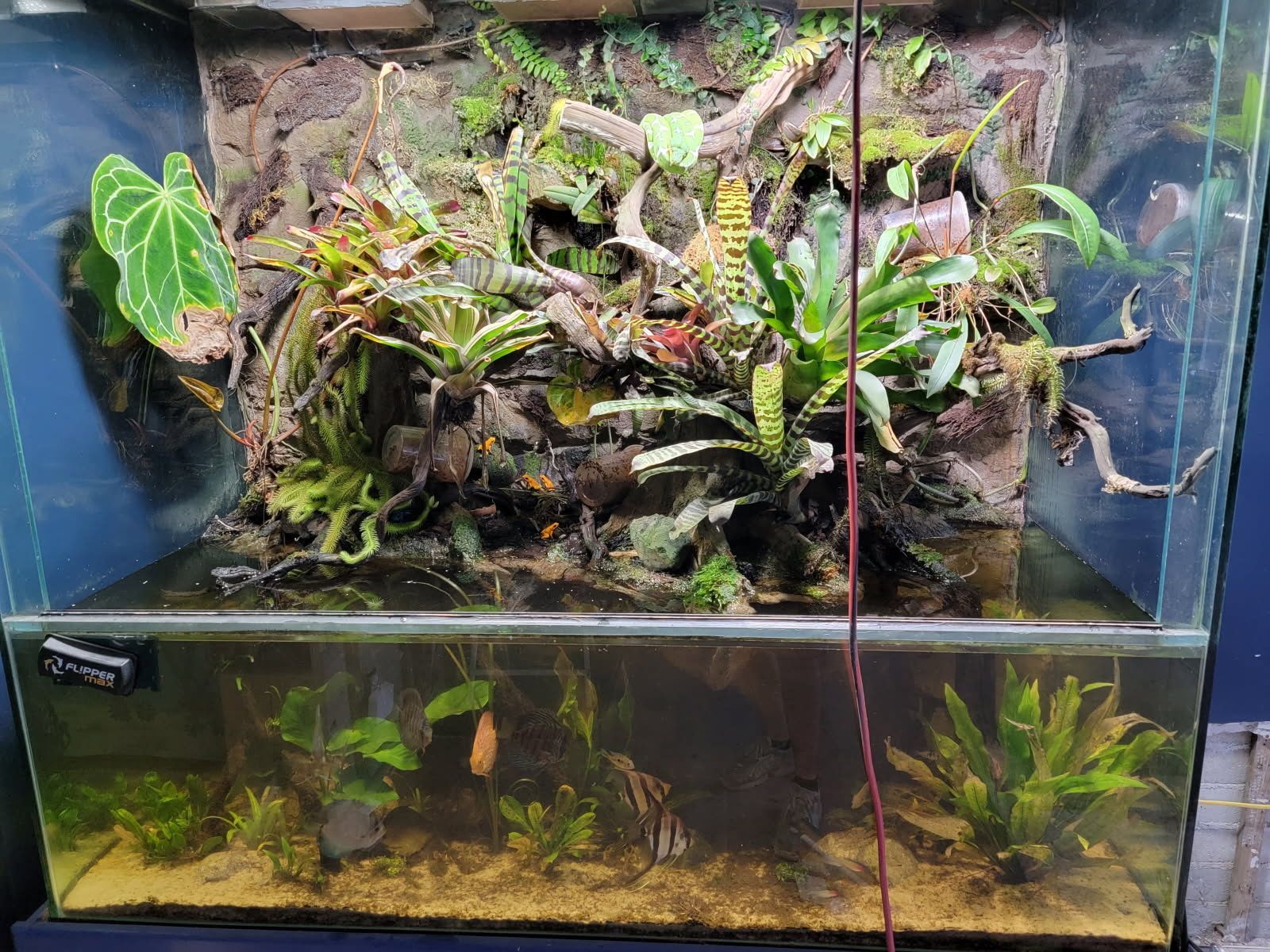 Aquarium terrarium with lush green plants, mossy branches, and a lower water tank with small fish