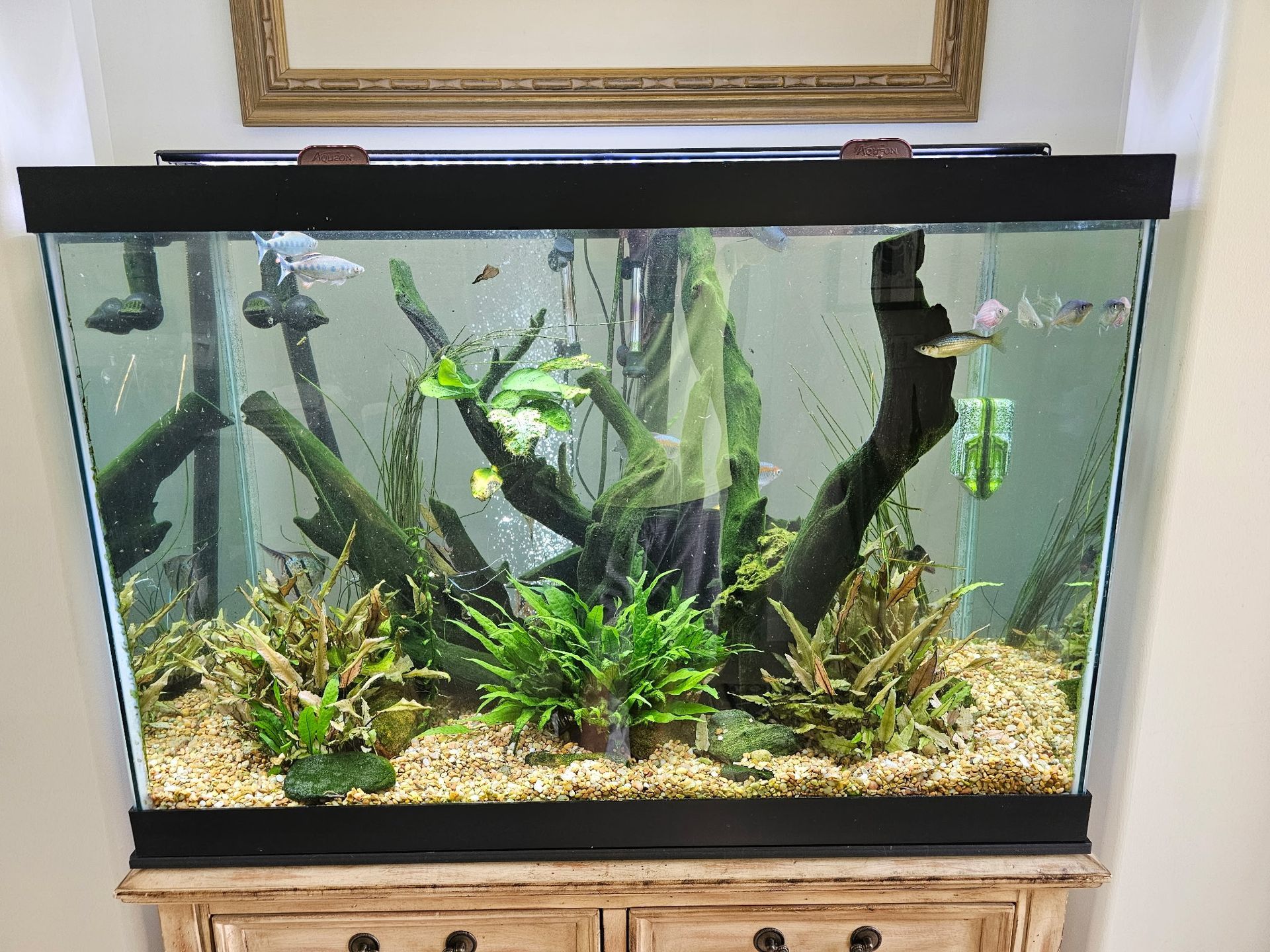 Aquarium with fish, driftwood, and green aquatic plants on gravel