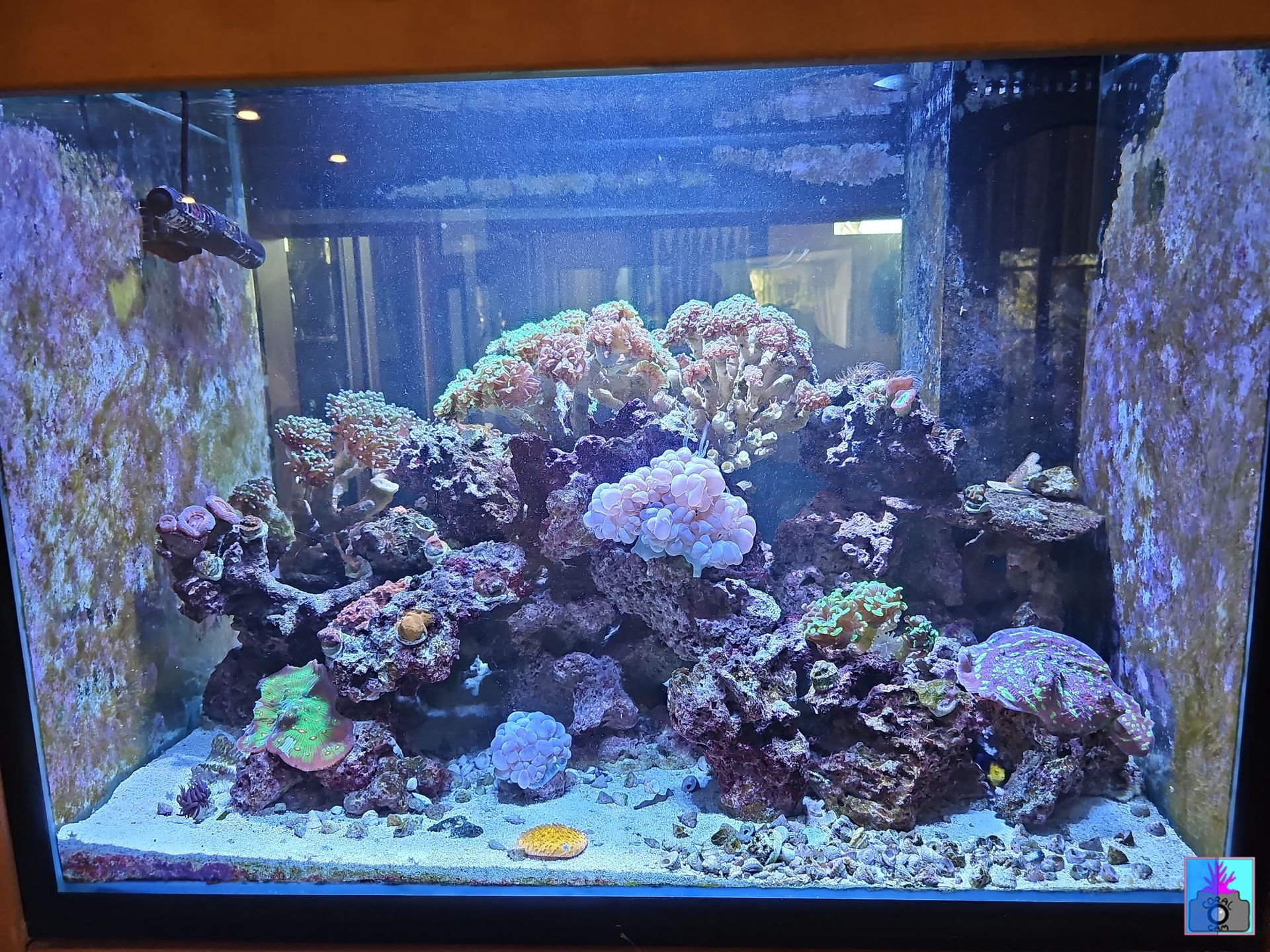 Colorful coral reef aquarium with rocks, corals, and blue lighting inside a glass tank