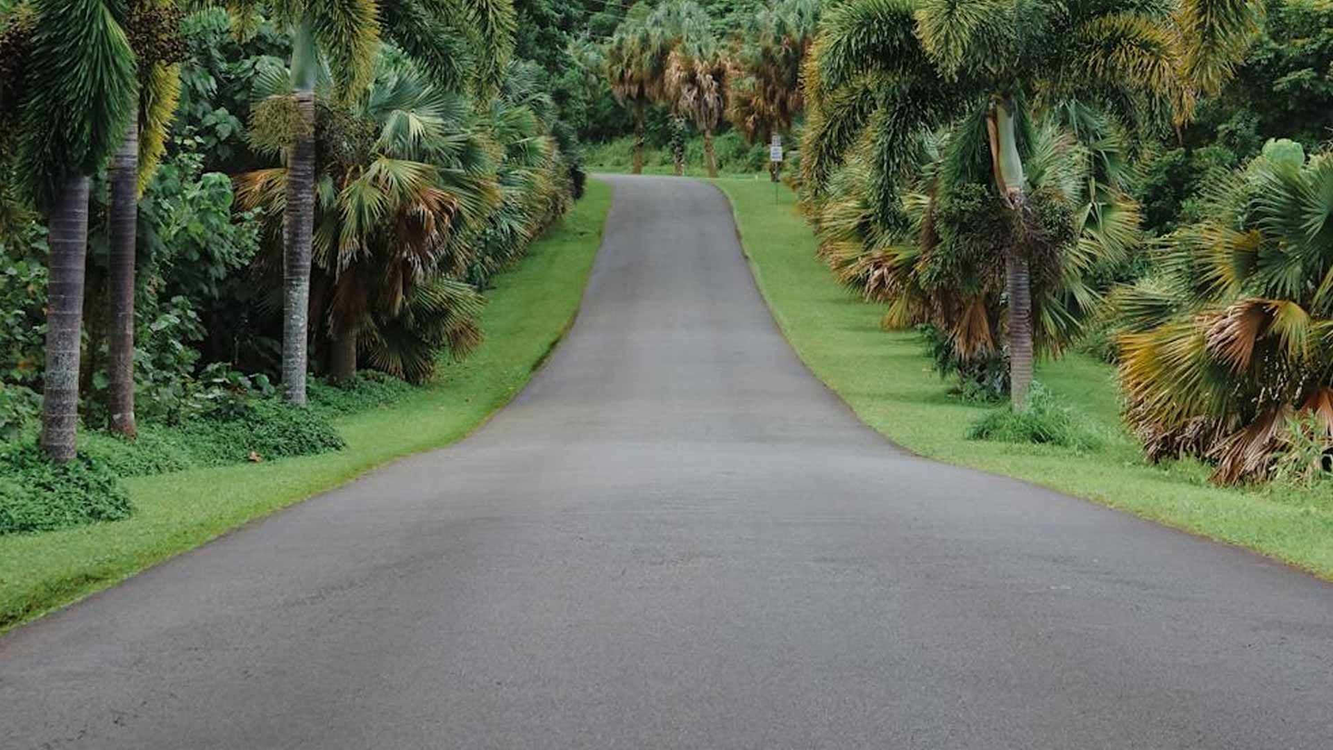 A road with palm trees on both sides of it