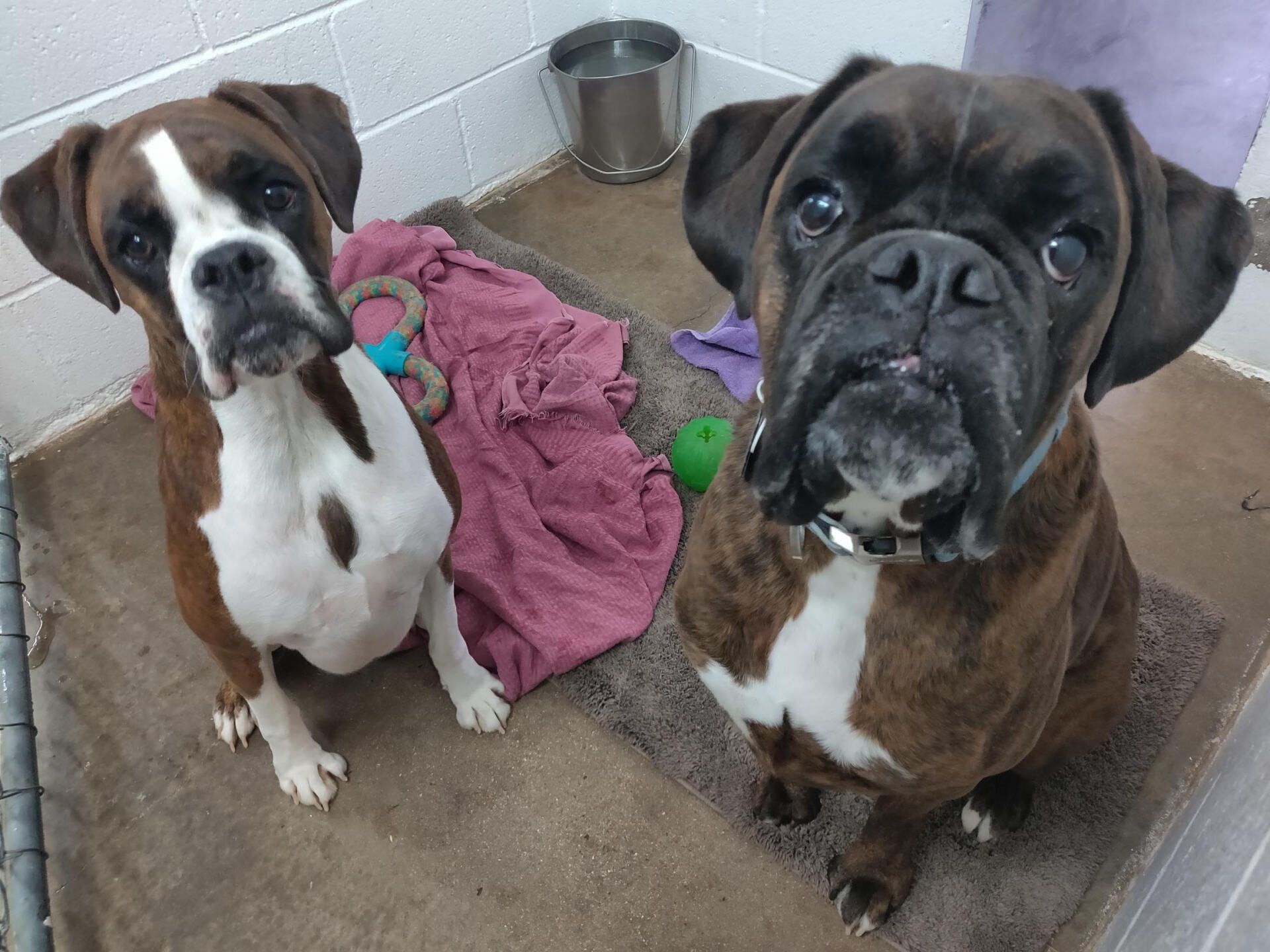 Two Boxer dogs looking at the camera. One is brown and white, the other brindle.