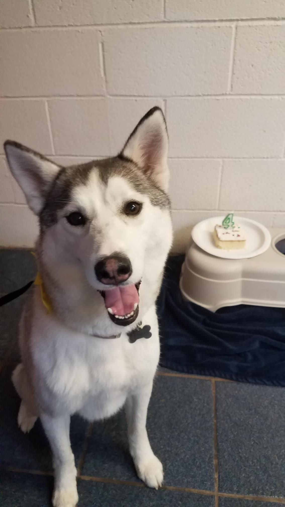 Happy husky sitting with a cake on a plate, in front of a brick wall.