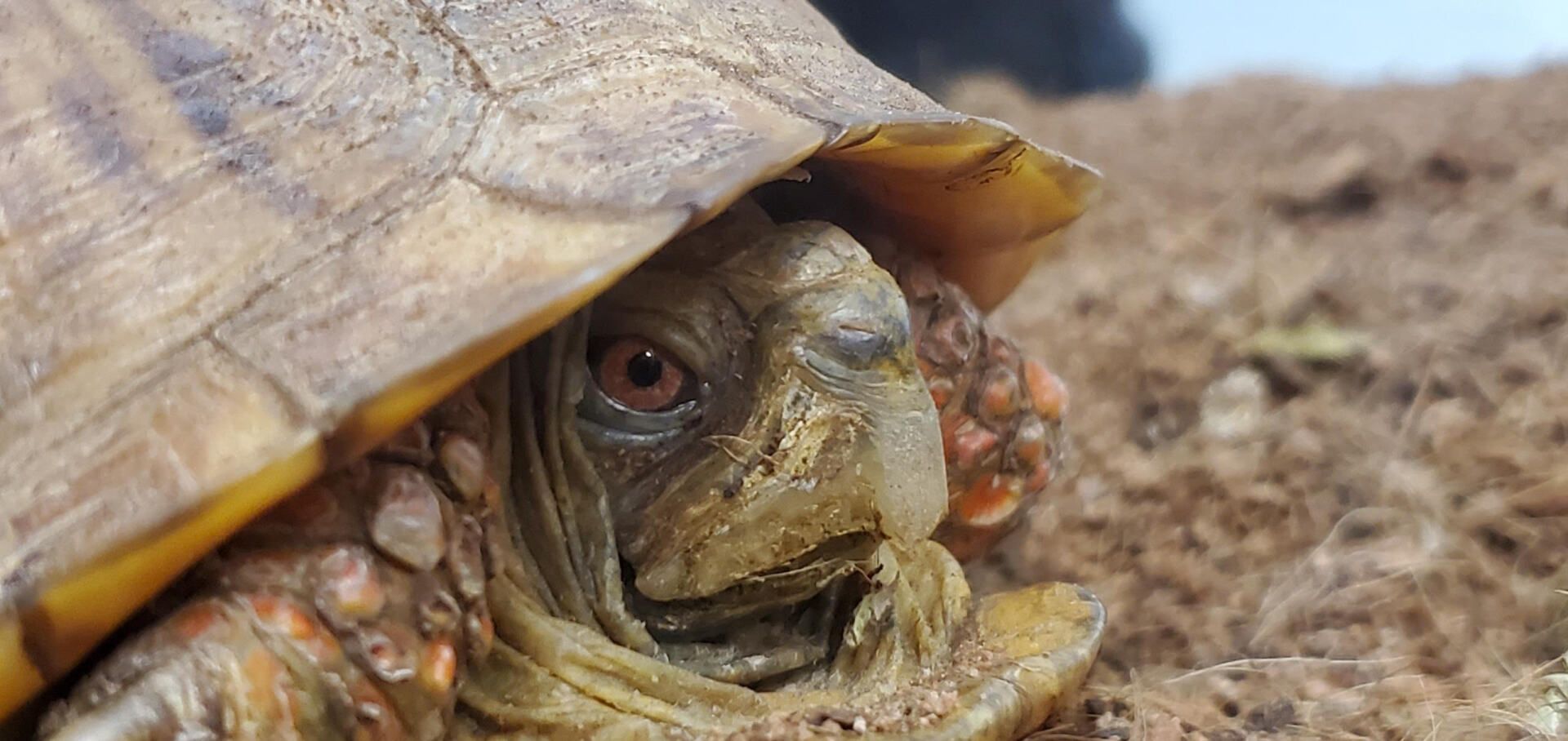 A close-up of a turtle with its head partially hidden. Brown shell, turtle face with a curious look.