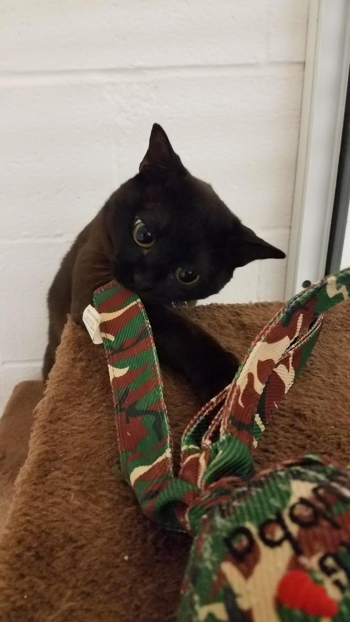 Black cat playfully biting a camouflage toy on a brown surface.