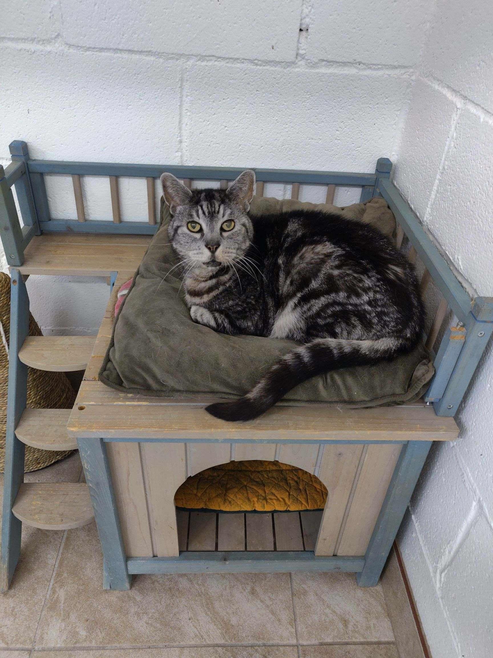 Gray tabby cat resting on a cat house with a green cushion.