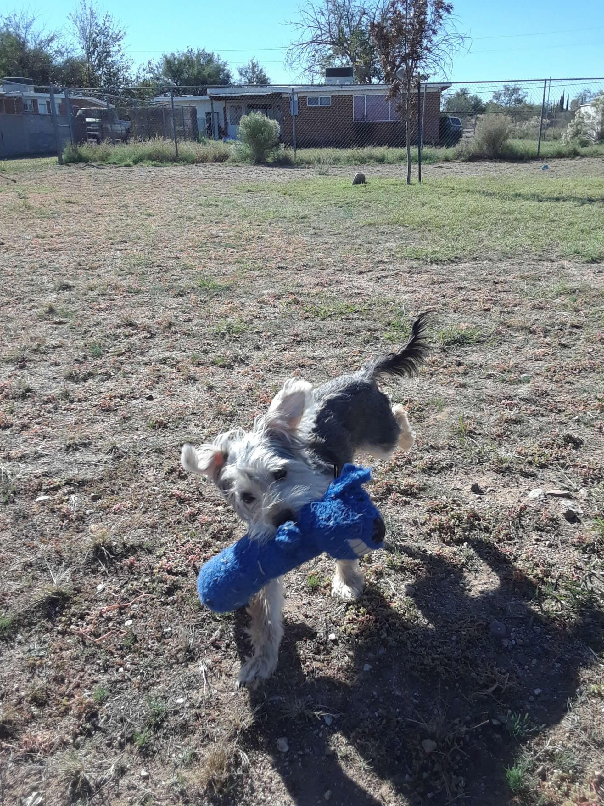 Small terrier dog in a field, carrying a blue toy in its mouth.
