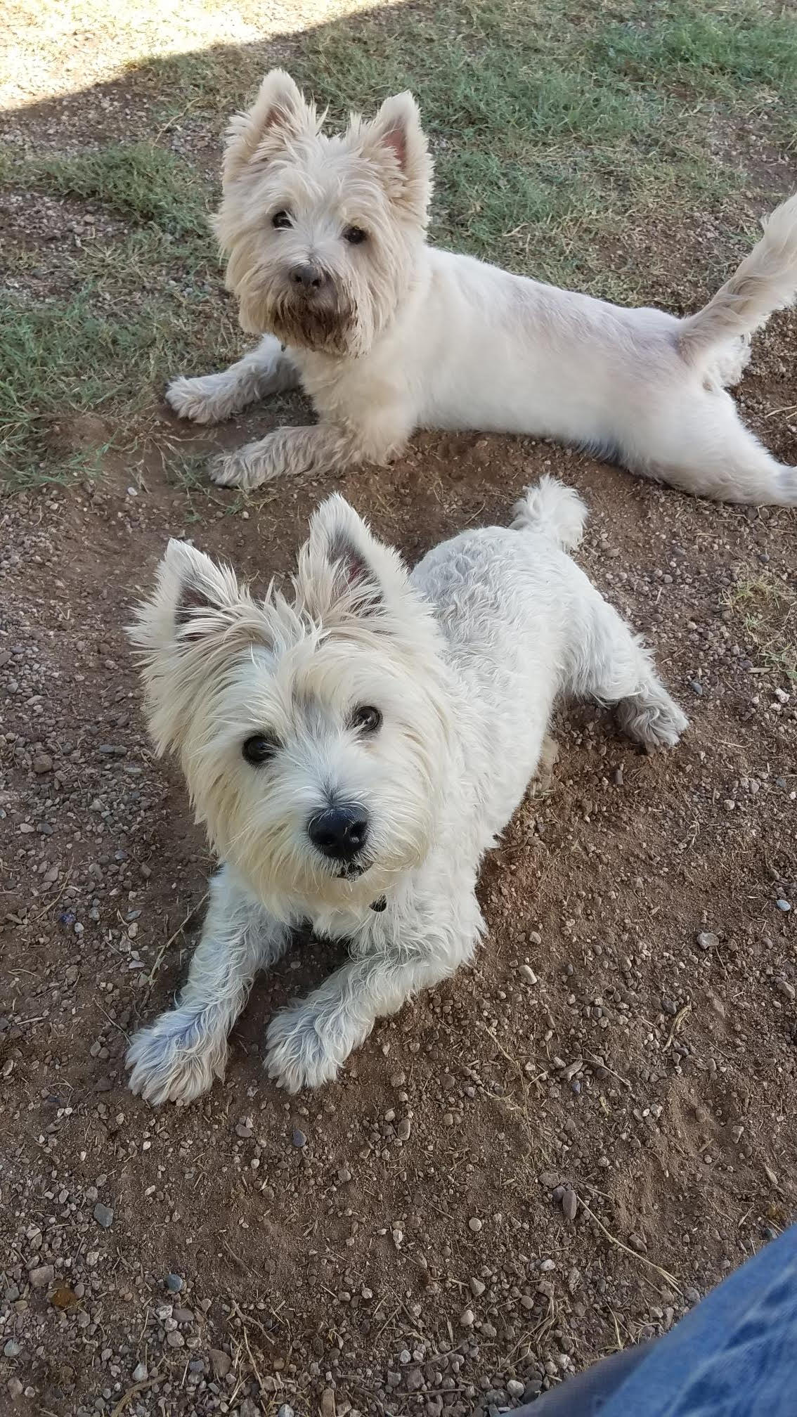 Two white West Highland Terriers lying on the ground, one looking at the camera.