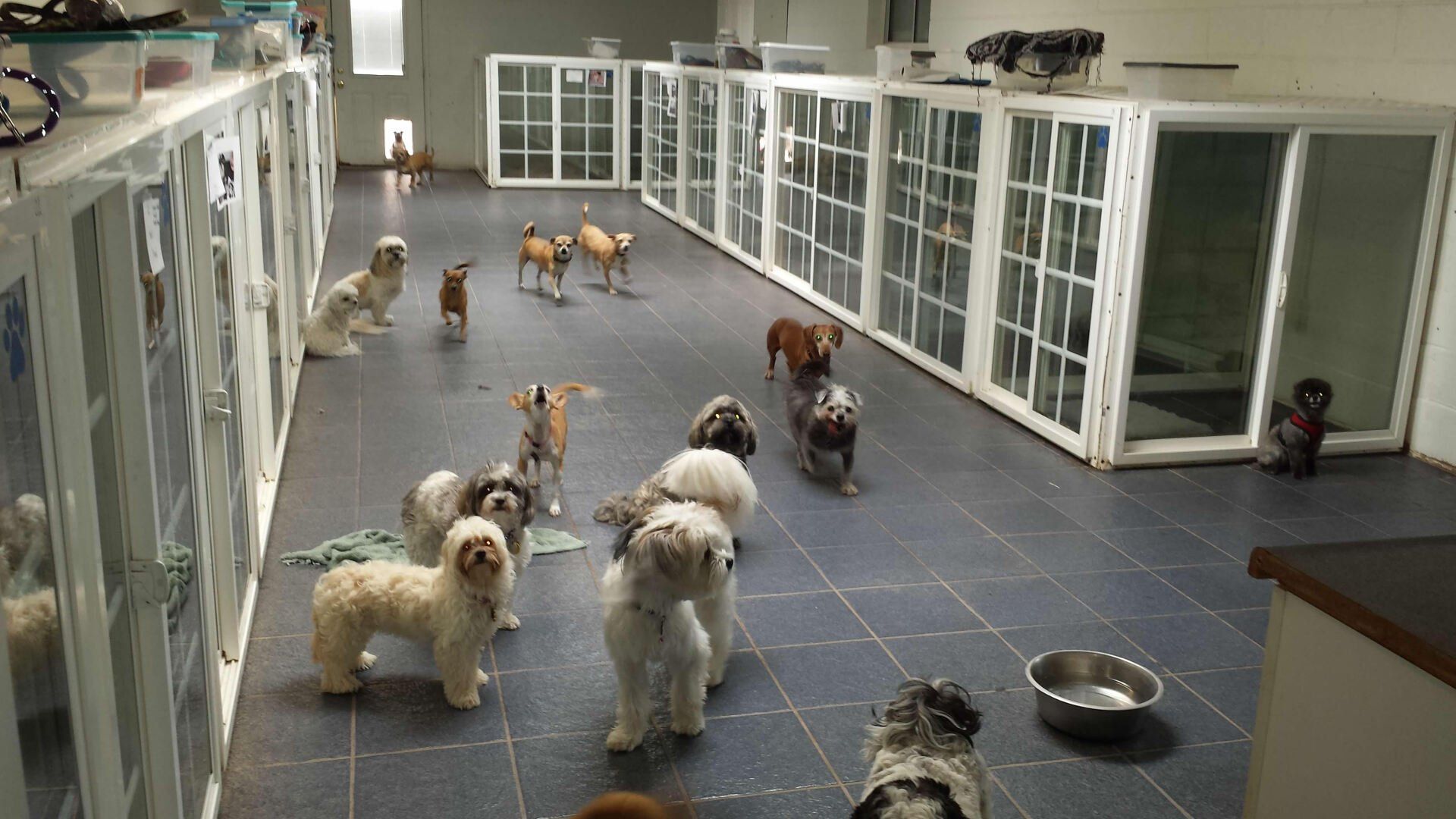 Dogs in a kennel, some walking, others in front of enclosures. Dark floor, white enclosures, and a water bowl.