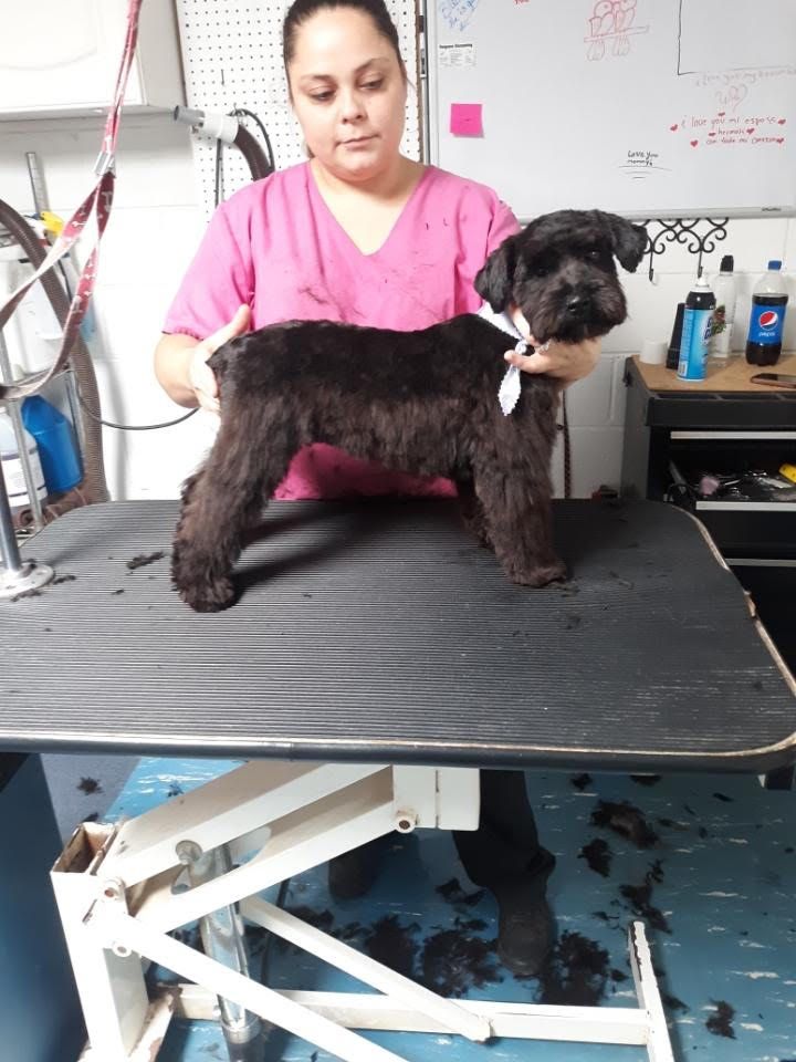 Woman grooming a black Schnauzer on a grooming table; the dog is standing upright.