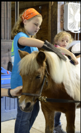 A little girl is brushing a brown and white pony