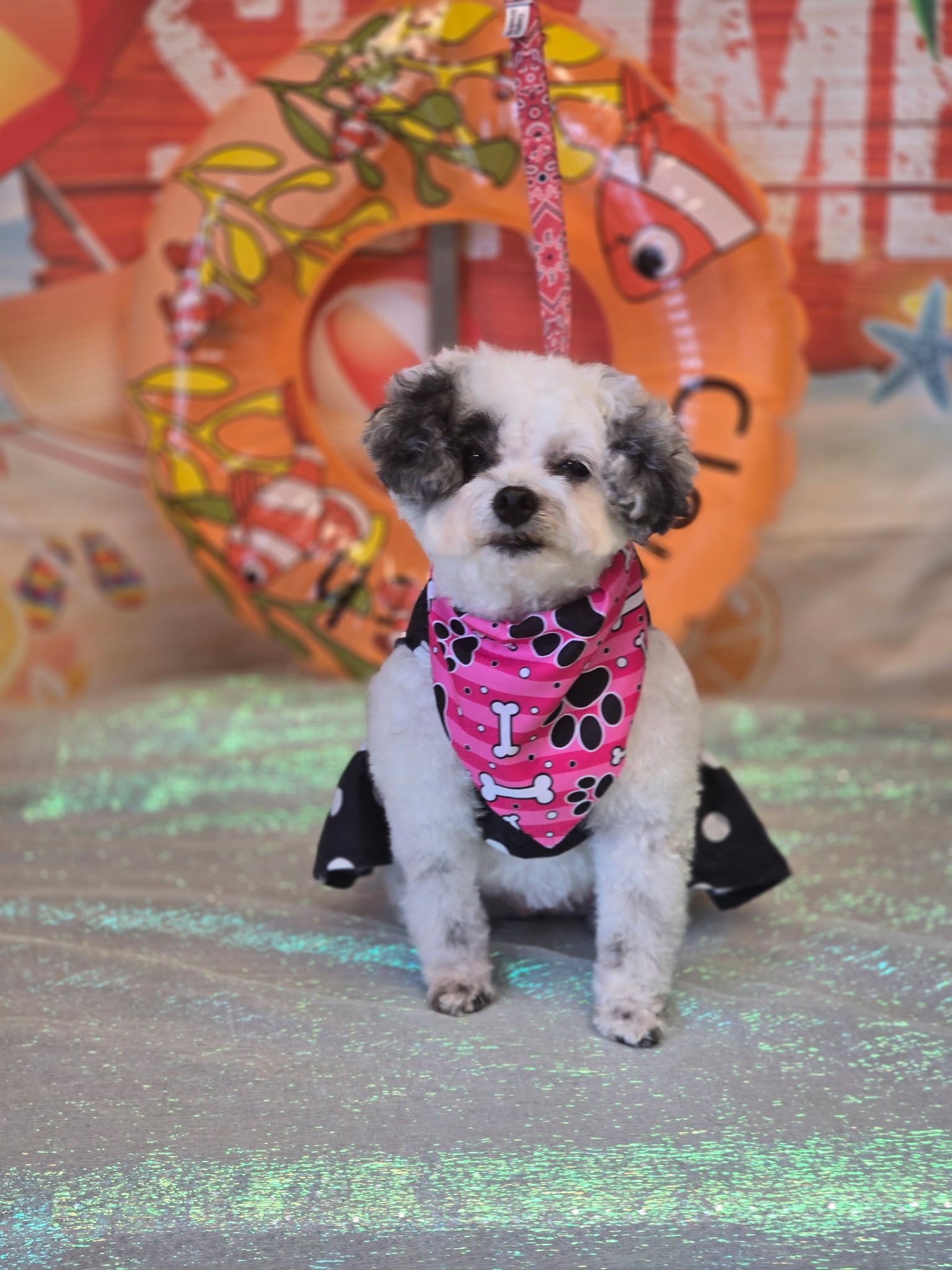 A small white dog wearing a red white and blue bandana