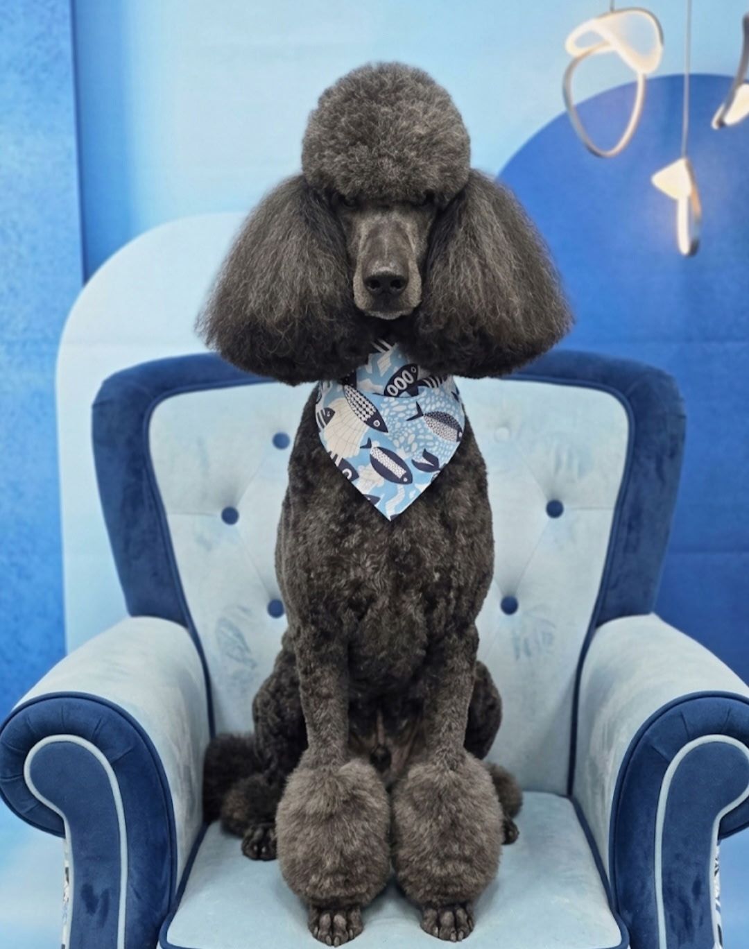 A small dog wearing a red bandana is standing on a table.