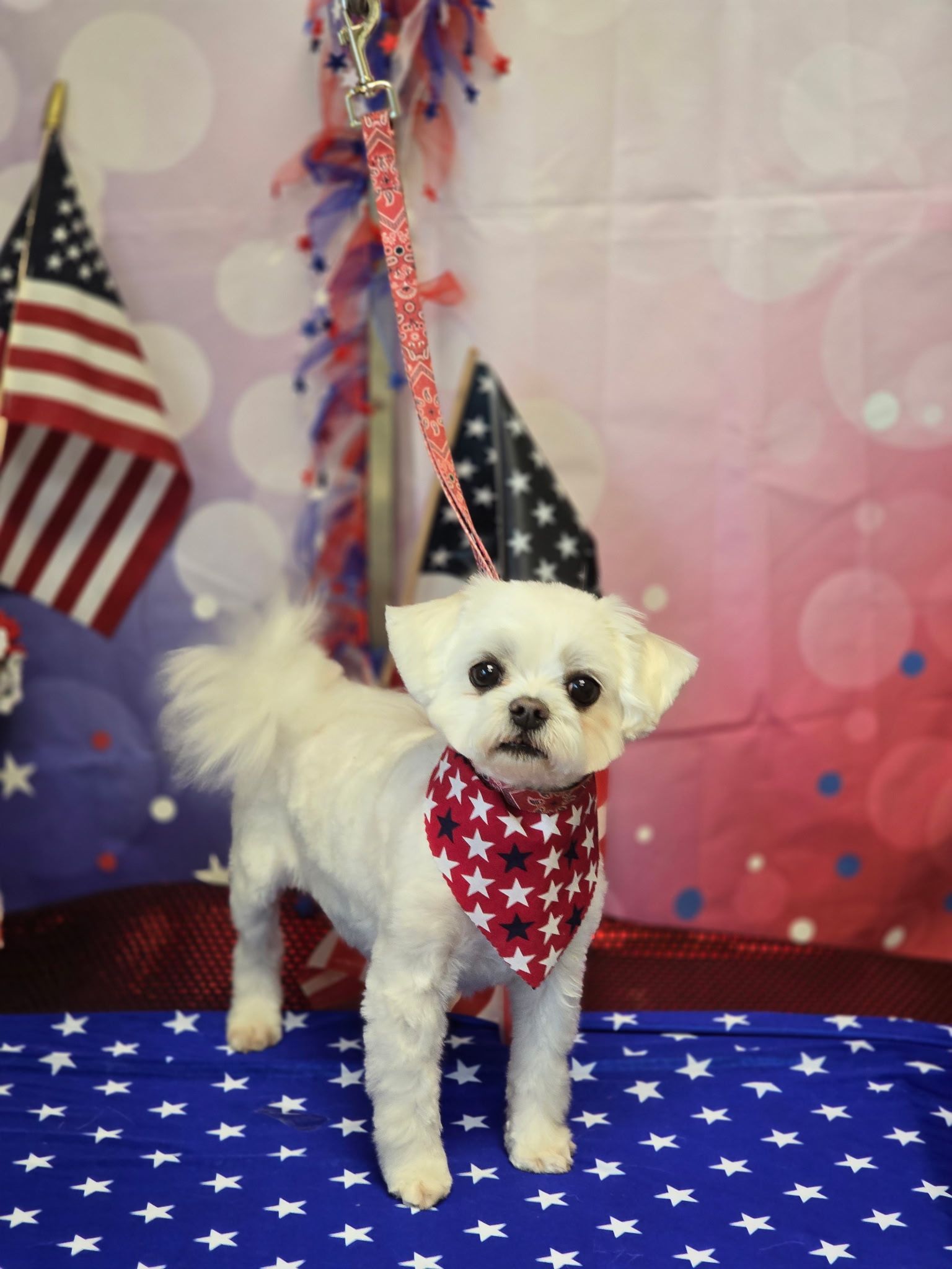A small white dog wearing a red white and blue bandana
