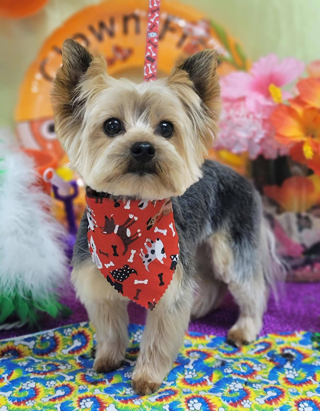 A small dog wearing a red bandana is standing on a table.