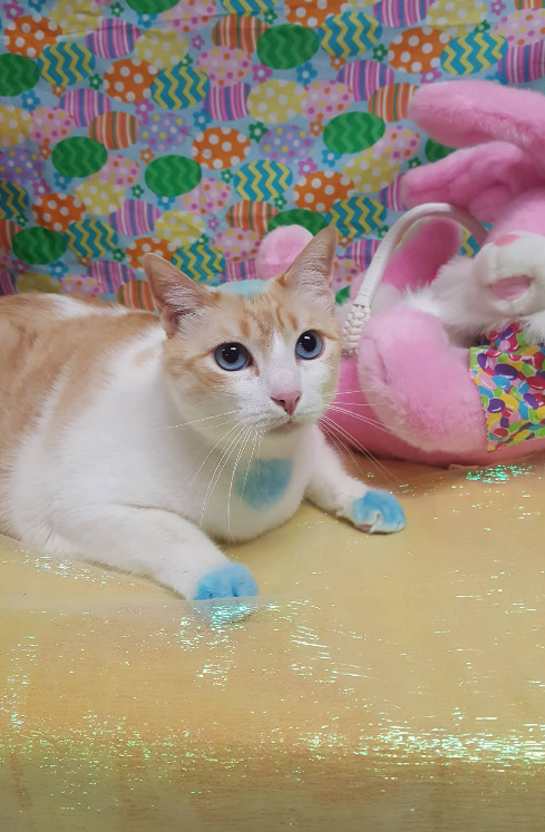A cat with blue paws is laying on a table next to a stuffed animal.