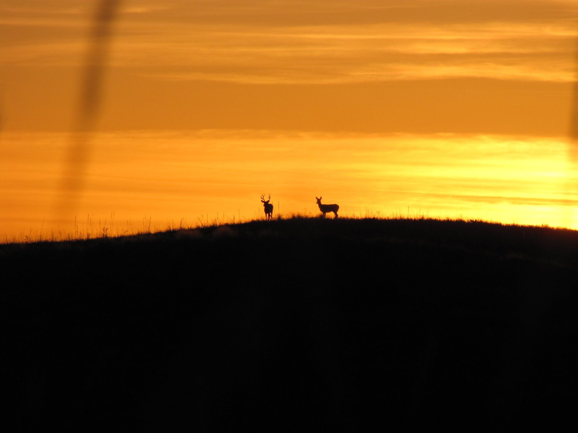 Deer silhouetted on a hilltop against an orange sunset.