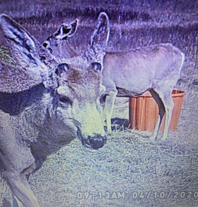 Nebraska Shed Hunter's Wife and Dog Find 6x9 Set One Year Af - North  American Whitetail